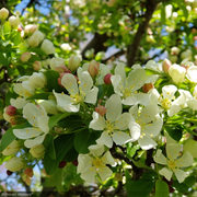 Crabapple, Sweet Sugar Tyme #15